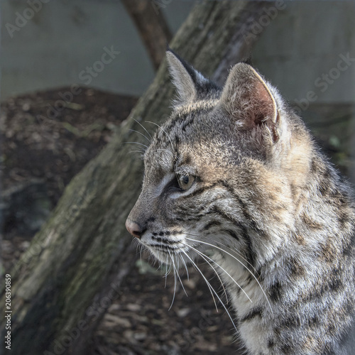 Young bobcat in captivity - close up © CharnwoodPhoto