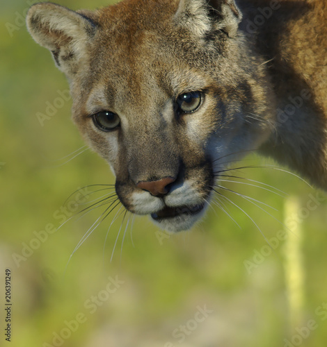 Curious Mountain Lion