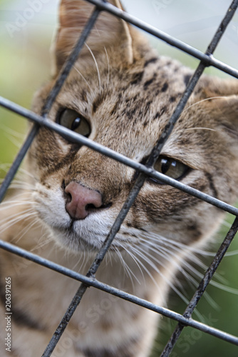 Canvas Print Savannah cat in captivity