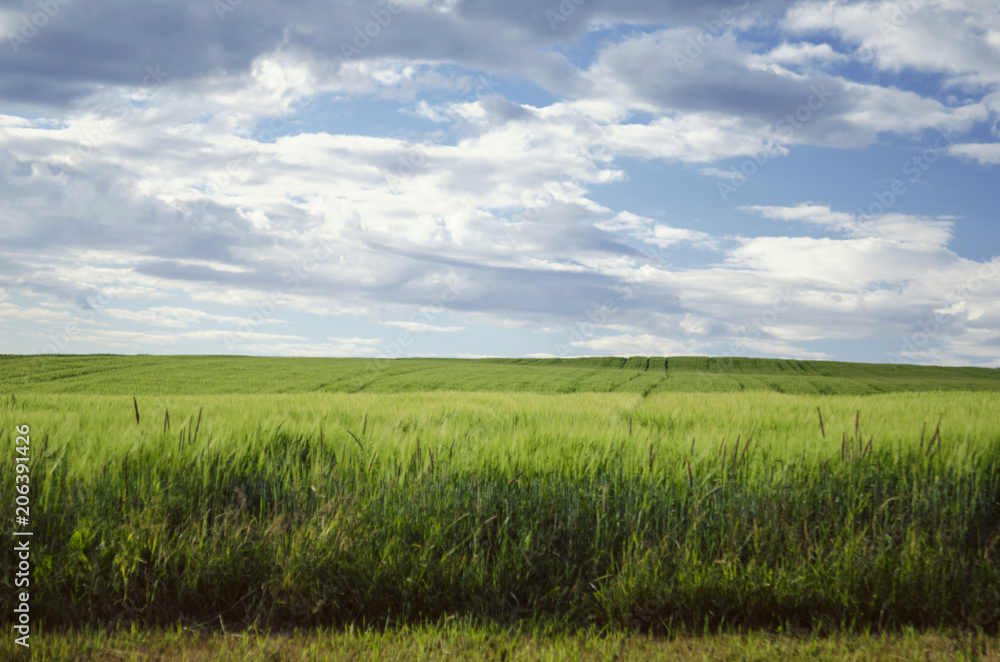 Fototapeta premium A summery field of wheat crop with shallow focus for background