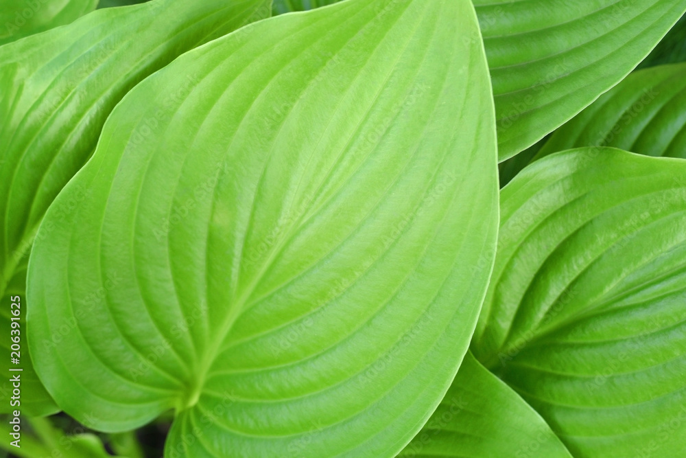 Obraz premium large tropical green foliage as a natural background