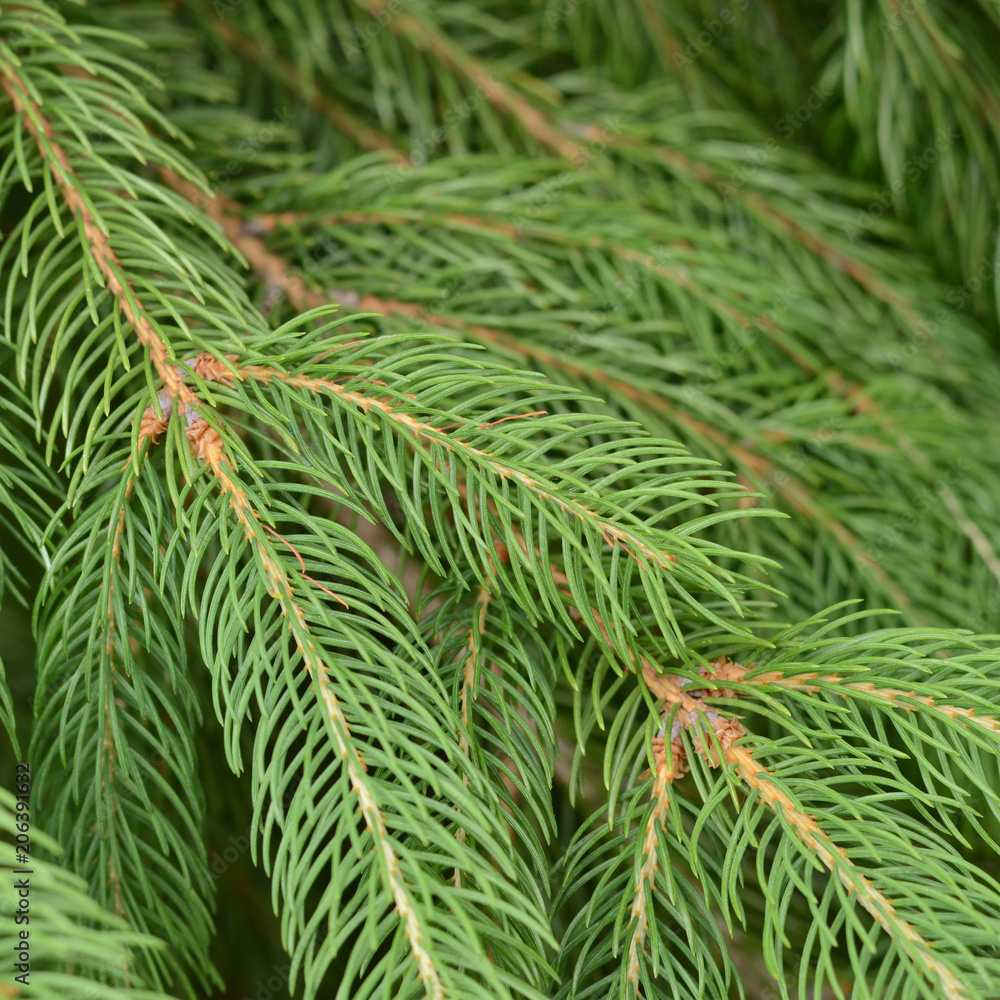 Background of Christmas tree branches. Spruce branches texture