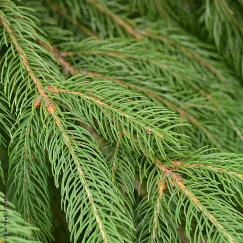 Background of Christmas tree branches. Spruce branches texture