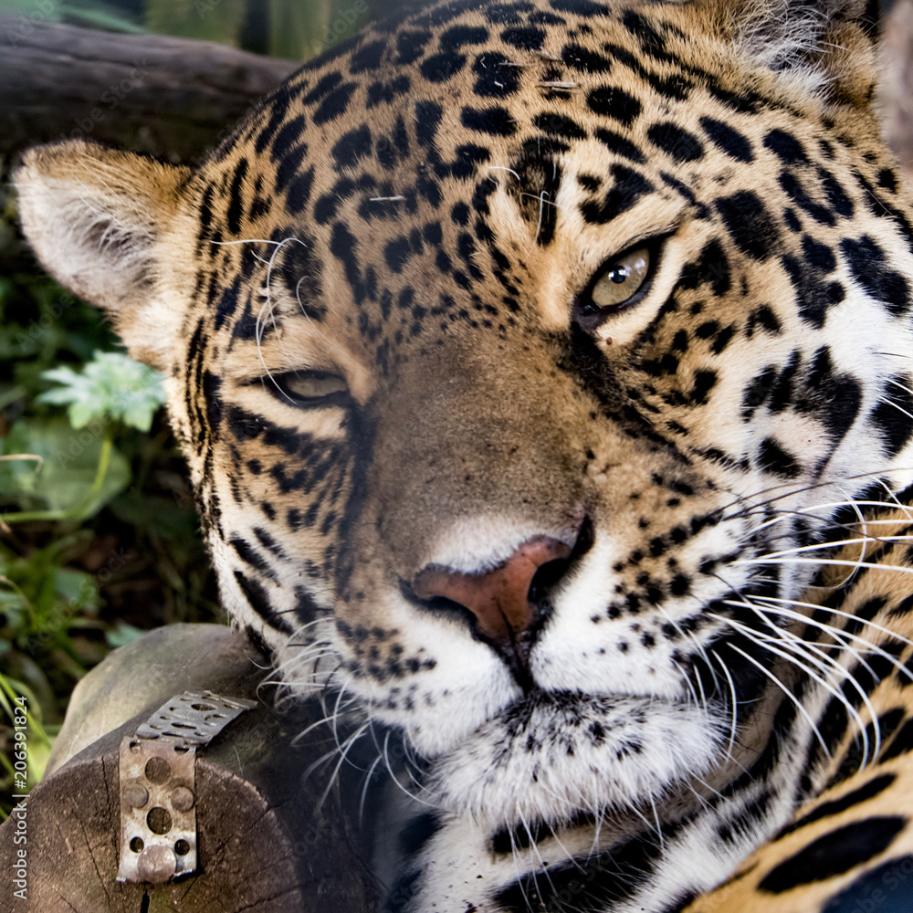 Female Jaguar in captivity Female Jaguar in captivity