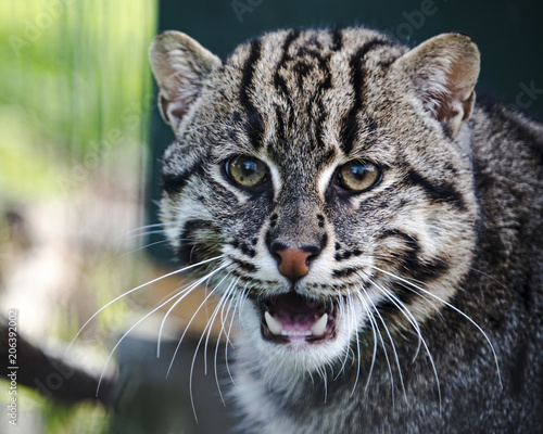 Eurasian Wildcat in captivity - close up © CharnwoodPhoto