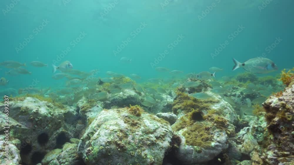 A shoal of fish with rocks underwater in the Mediterranean sea, Cote d'Azur, France
A shoal of fish with rocks underwater in the Mediterranean sea, Cote d'Azur, France