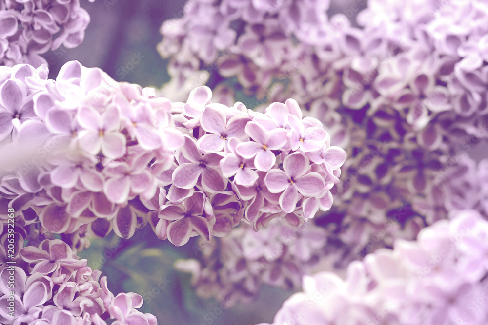 Bunch of lilac closeup. A blooming lilac garden. Spring floral background Bunch of lilac closeup. A blooming lilac garden. Spring floral background