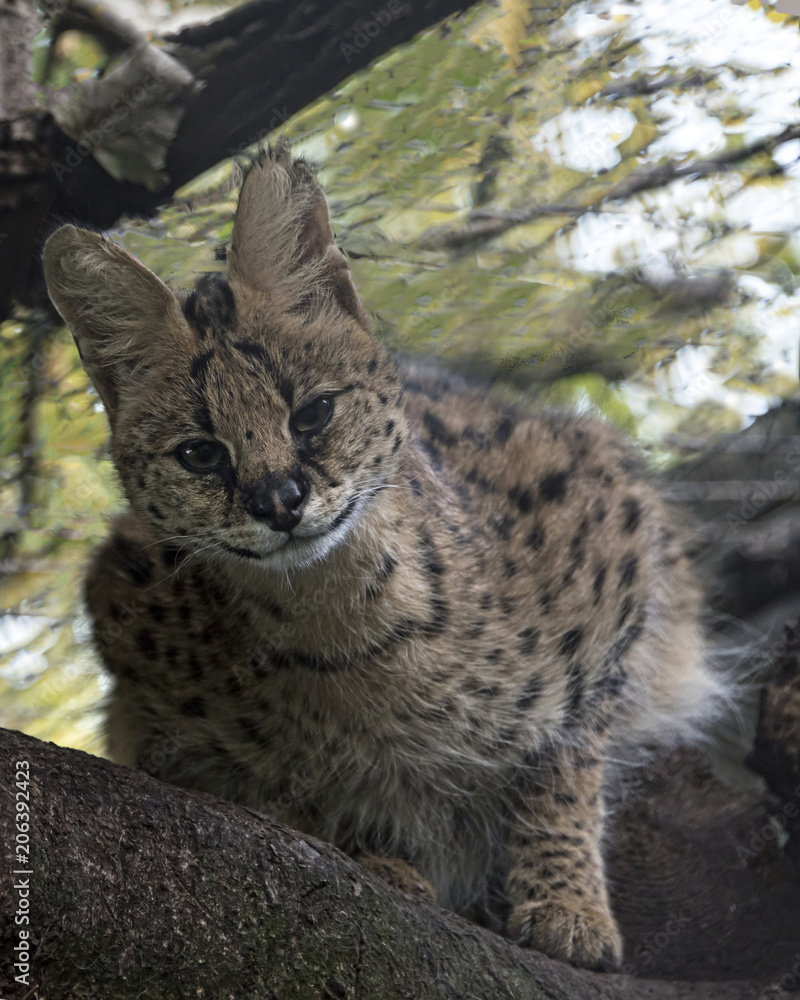 Obraz premium Serval in captivity - sitting in a tree