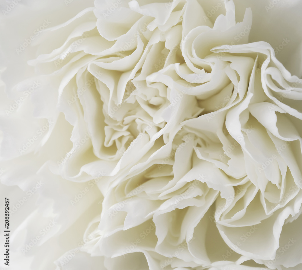 Macro white carnation flower background Macro white carnation flower background