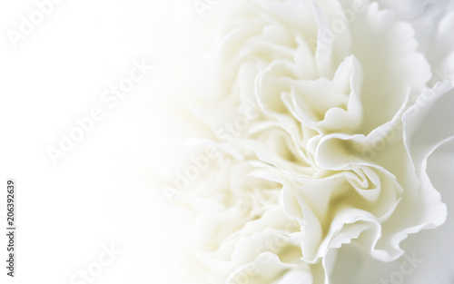 Macro white carnation flower background with copy space