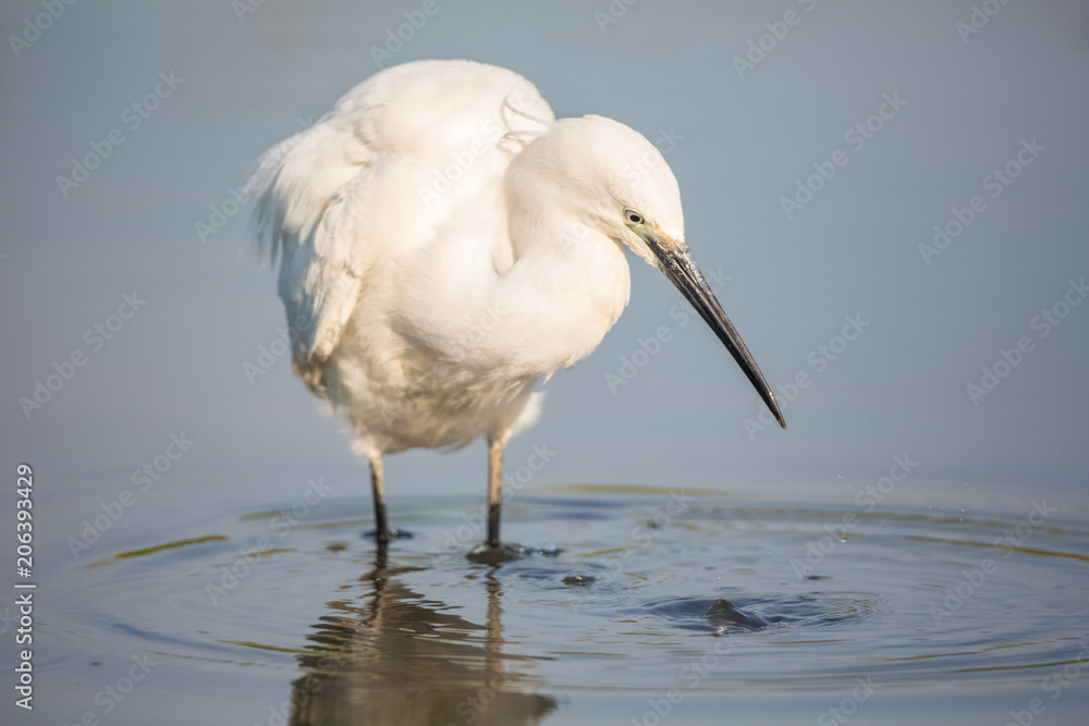 Portrait of a common egret (Egretta garzetta) in the water looking for food. Portrait of a common egret (Egretta garzetta) in the water looking for food.