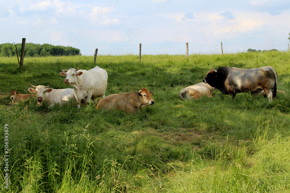 animaux de ferme en pature