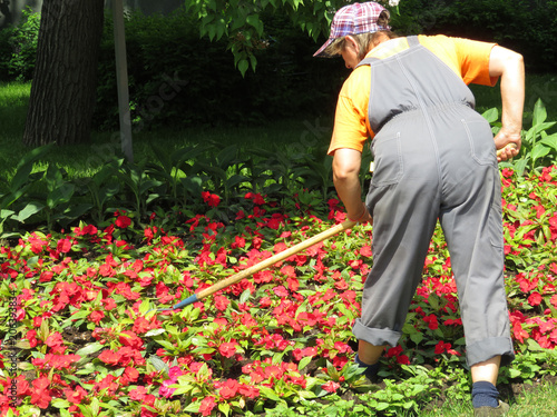 Garden work in the summer. Elderly woman gardening outside, working on a flower bed © Oleg