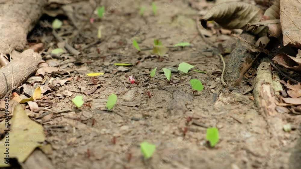 leaf cutter ants at work - ant road transporting leaves leaf cutter ants at work - ant road transporting leaves