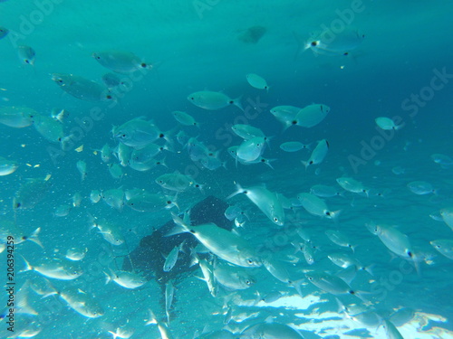 peces bajo del agua en el mar mediterraneo