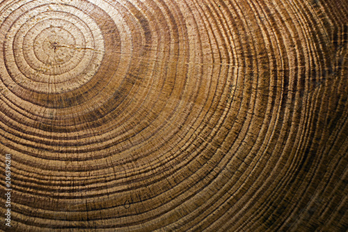 texture of a cross-section of a pine tree close-up, cross-section of annual rings