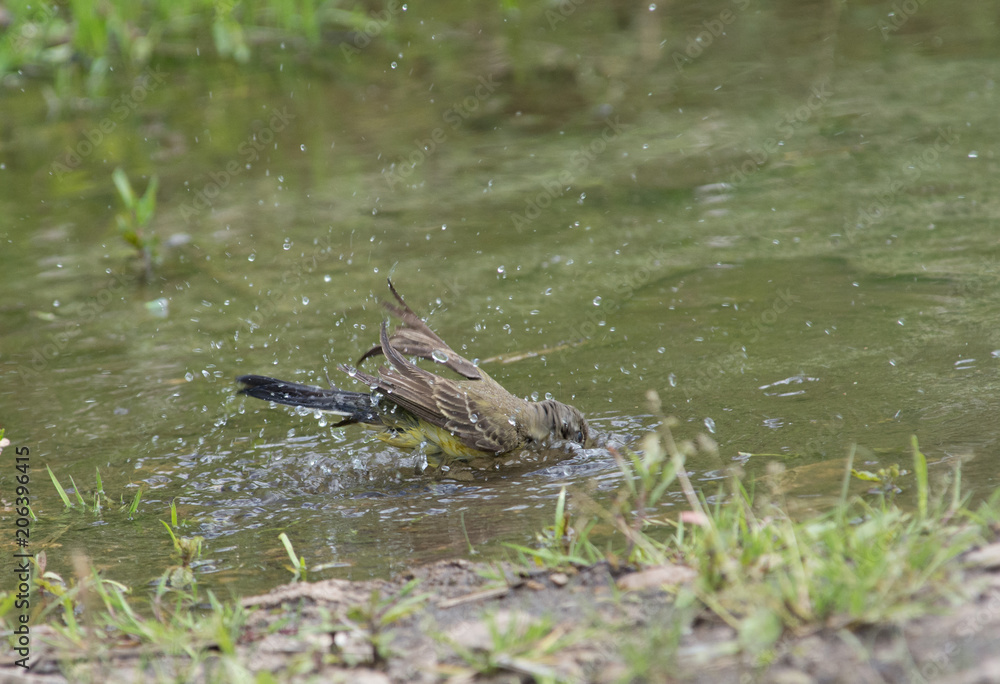 Fototapeta premium Wagtail in water, Motacilla werae,natural environment