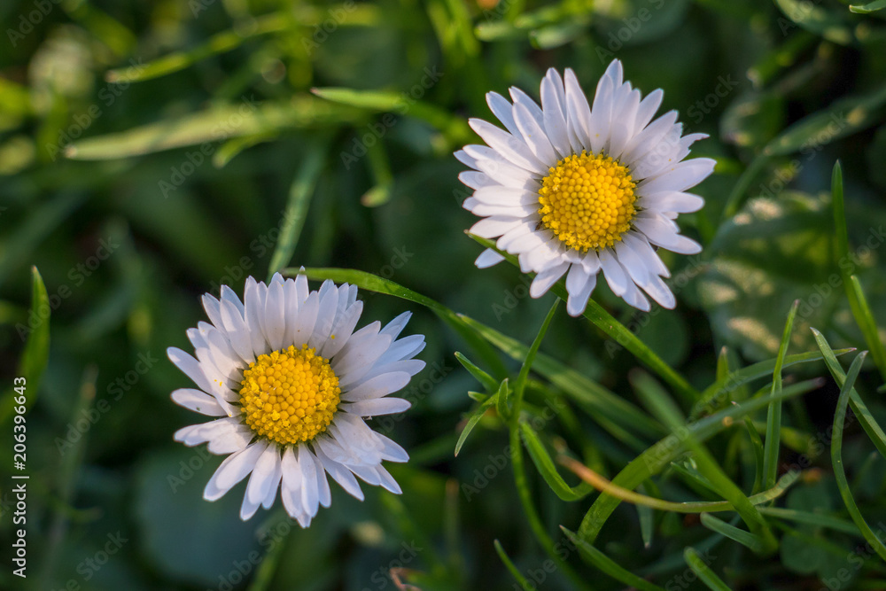 Obraz premium Common Daisy