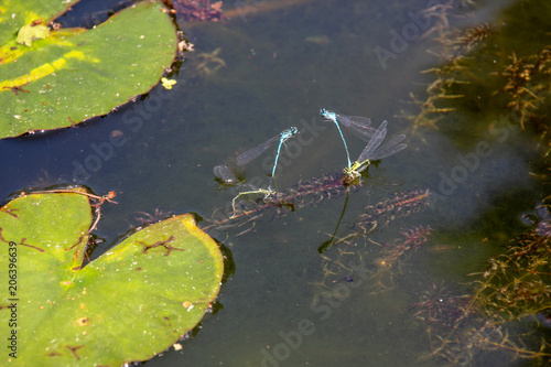 two dragon flys in water