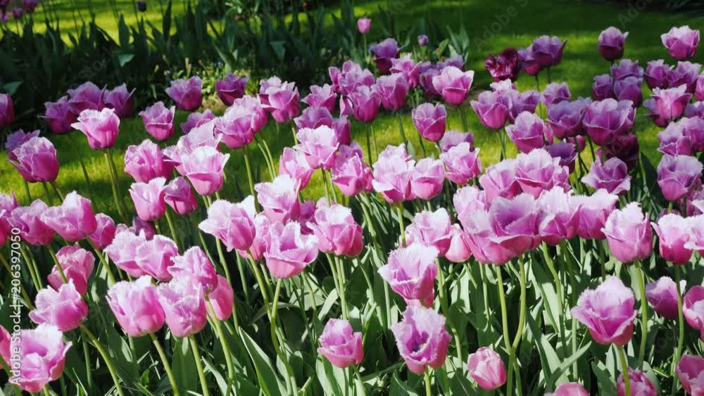 Beautiful dark pink tulips in the famous park of Amsterdam Beautiful dark pink tulips in the famous park of Amsterdam