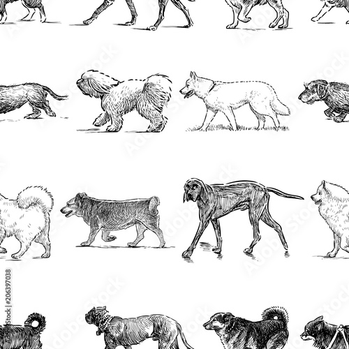 Seamless pattern of the dogs of different breeds