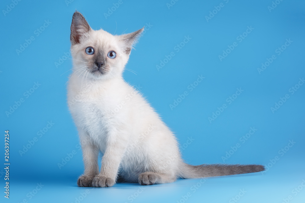 Siamese kitten on blue backgroгnd
