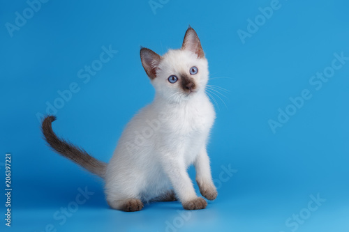 Siamese kitten on blue backgro  nd