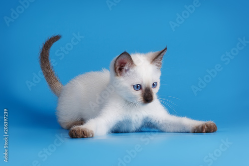 Siamese kitten on blue backgroгnd