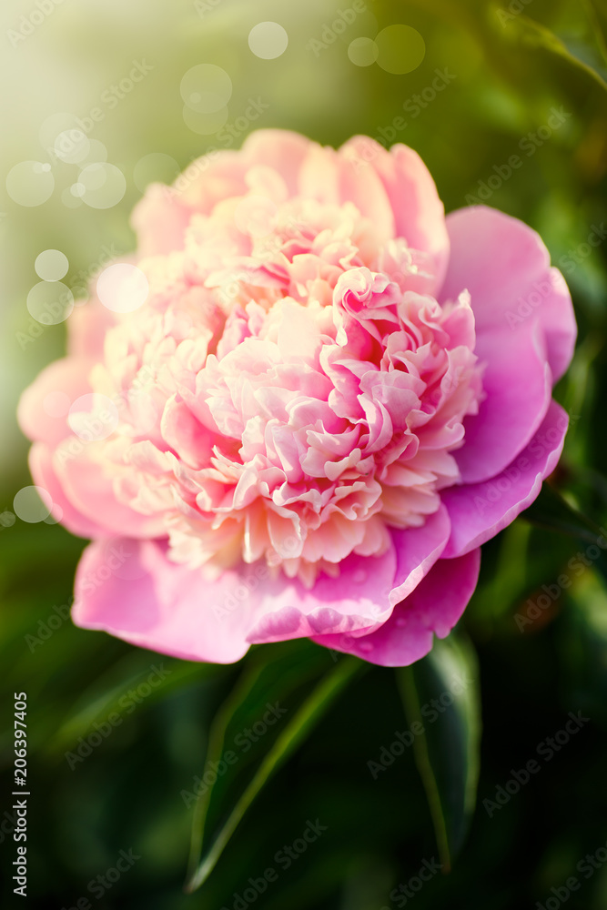 beautiful blooming pink peonies