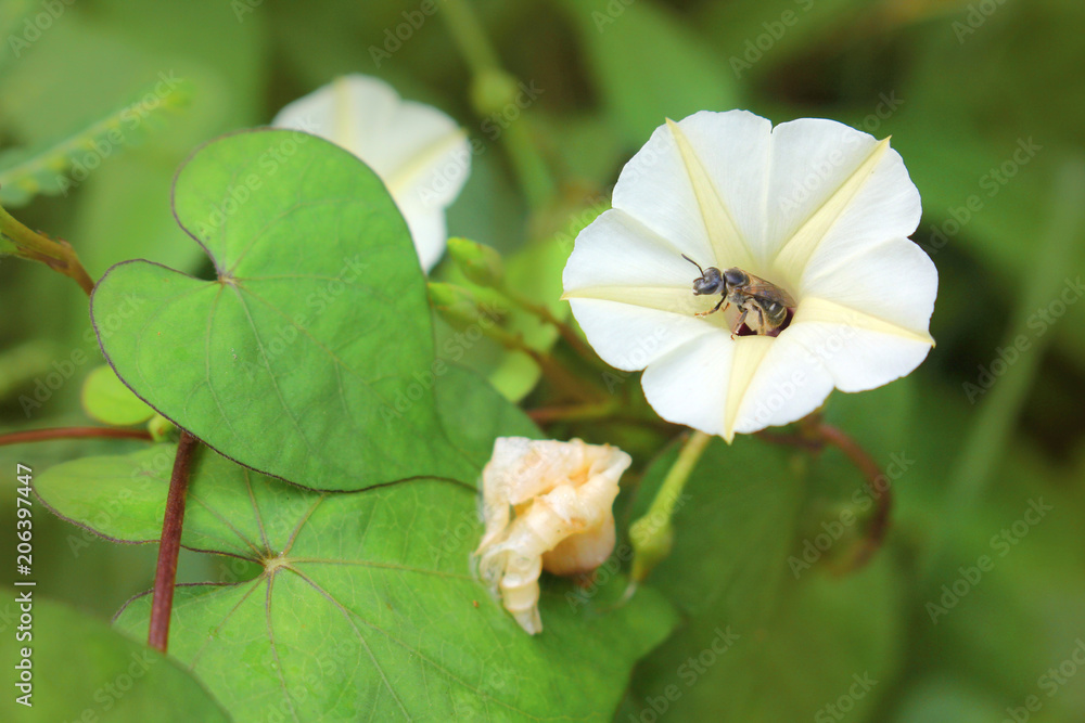 Bee collect flowers from flowers. Bee collect flowers from flowers.