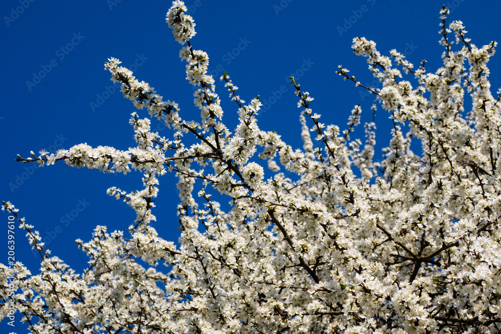 Weißdornstrauch in voller Blüte Weißdornstrauch in voller Blüte