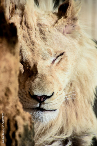 Fototapeta Naklejka Na Ścianę i Meble -  sleeping lion portrait