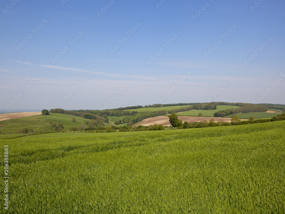Yorkshire Wolds Spring crops