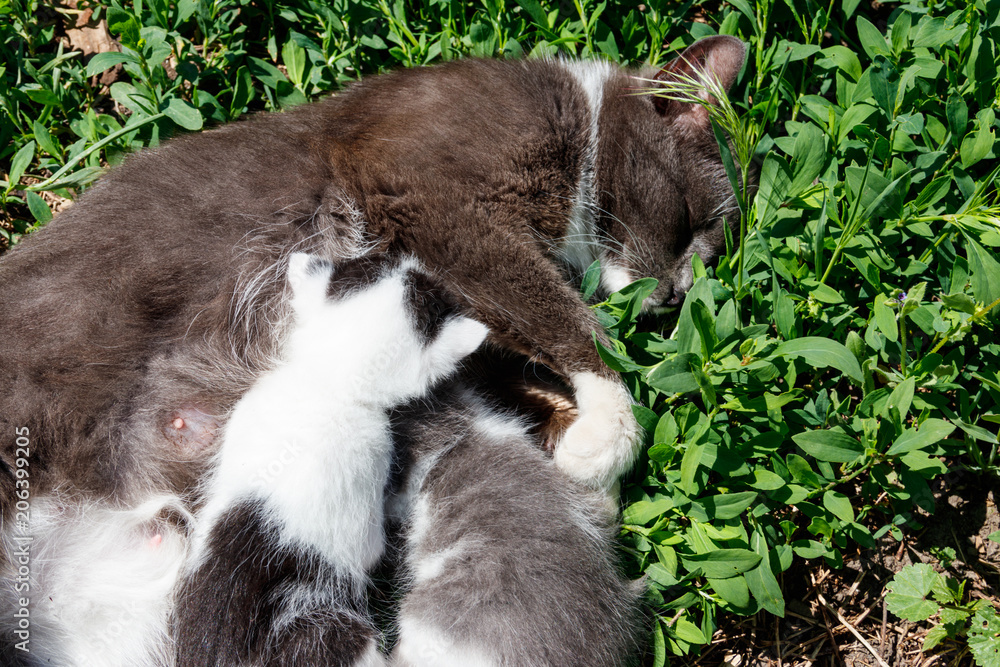 Obraz premium Cat feeding her small kittens laying on green grass