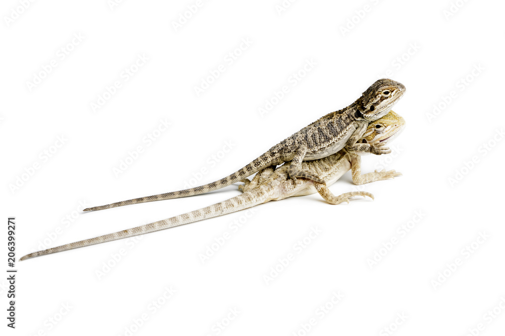 Naklejka premium Agama. Two baby Bearded Dragons on white background.