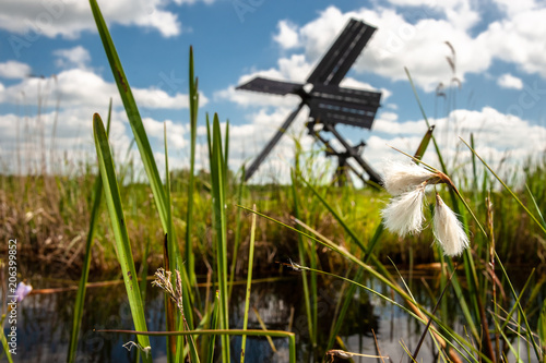 Dutch windmill in the landscape of the Dutch polder with marsh plants and reed plumes