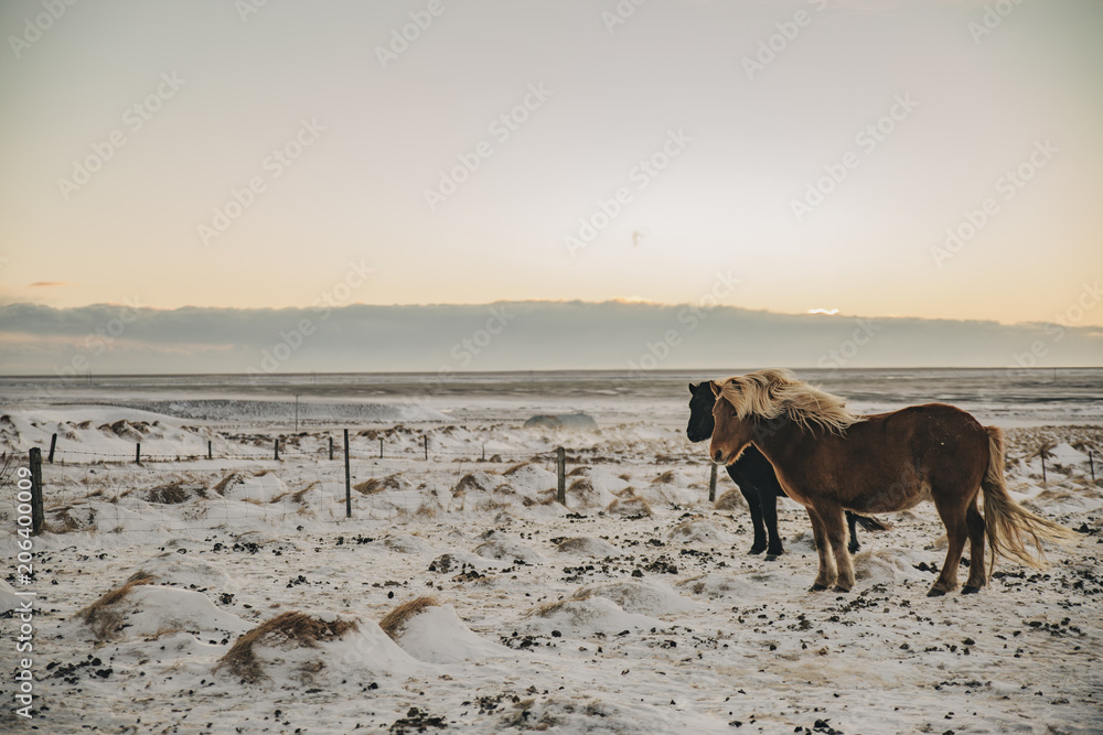 Typical icelandic horse herd at sunset
