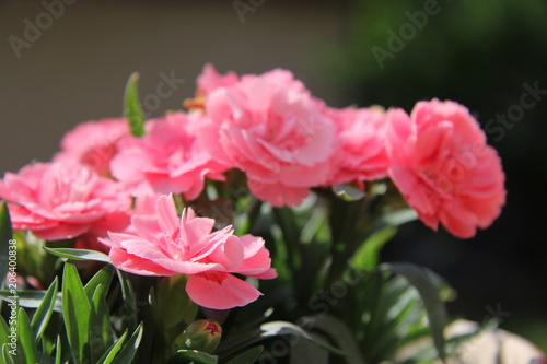 Beautiful roses flowers and green foliage (nature) in garden under the daylight