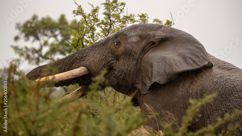 African elephant close up