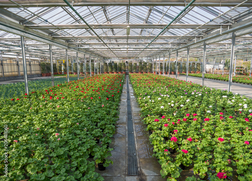 expanse of geraniums ready to be sold in a greenhouse