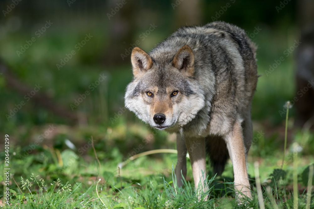 Loup gris dans la forêt