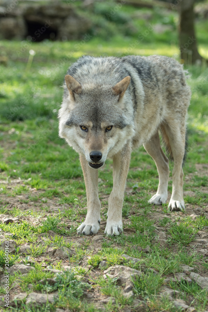 Loup gris dans la forêt Loup gris dans la forêt