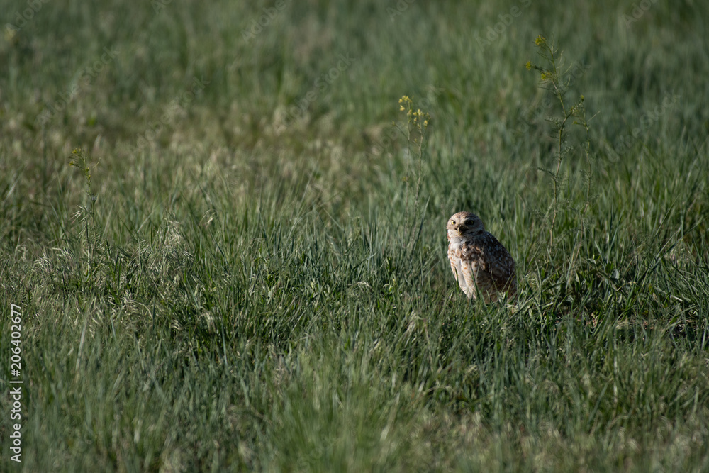 A Burrowing Owl on the Plains of Colorado A Burrowing Owl on the Plains of Colorado