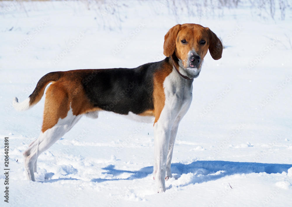 Exterior of a dog of breed the Estonian hound against the background of winter