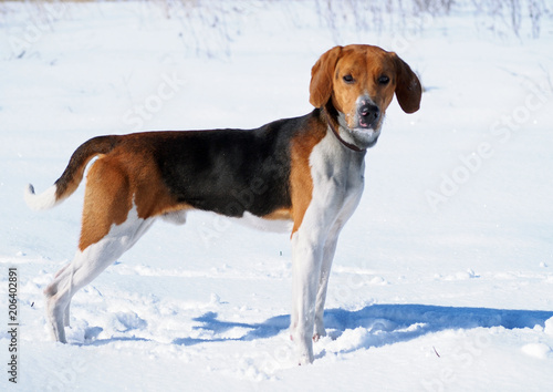 Exterior of a dog of breed the Estonian hound against the background of winter