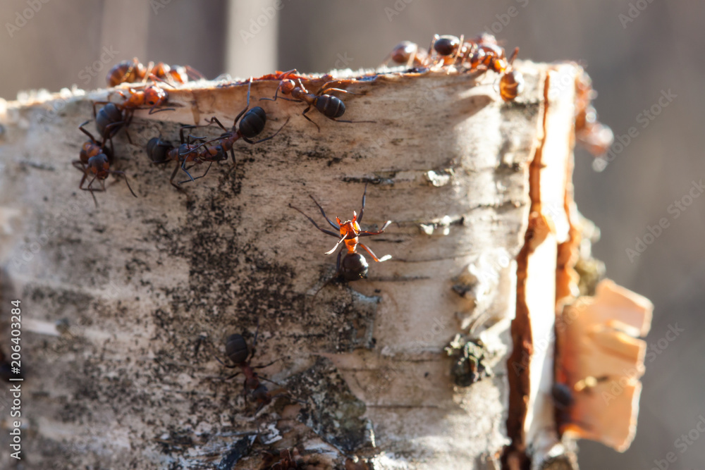 Ants on a tree stump in sunny weather Ants on a tree stump in sunny weather