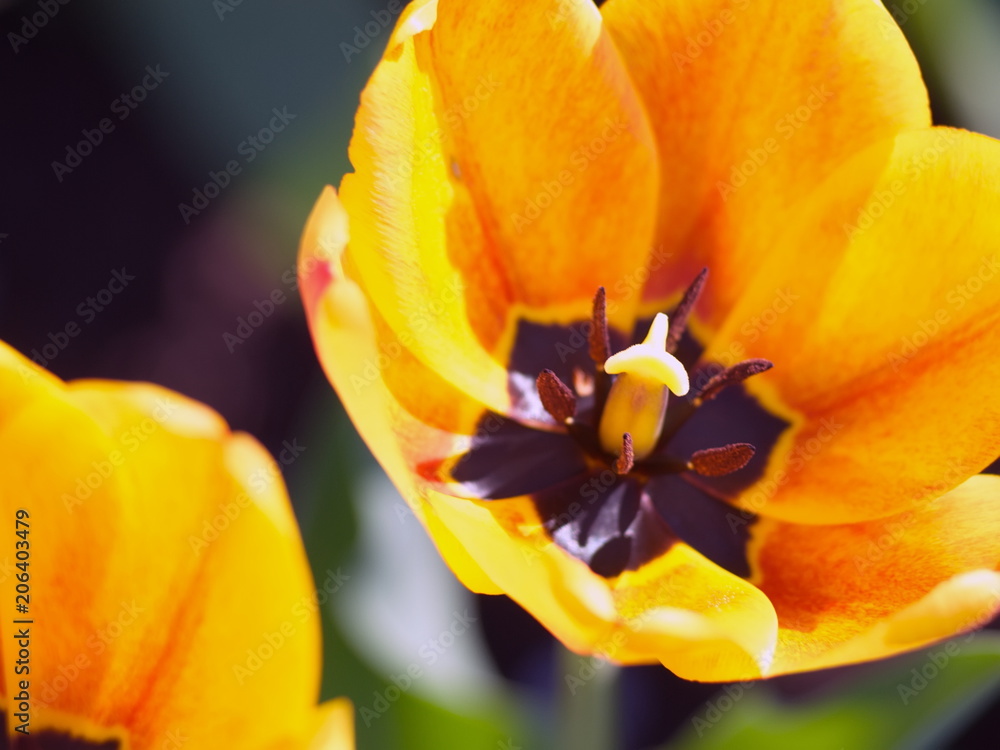 Tulips. Spring beautiful flowers. Summer flowers Tulips. Spring beautiful flowers. Summer flowers
