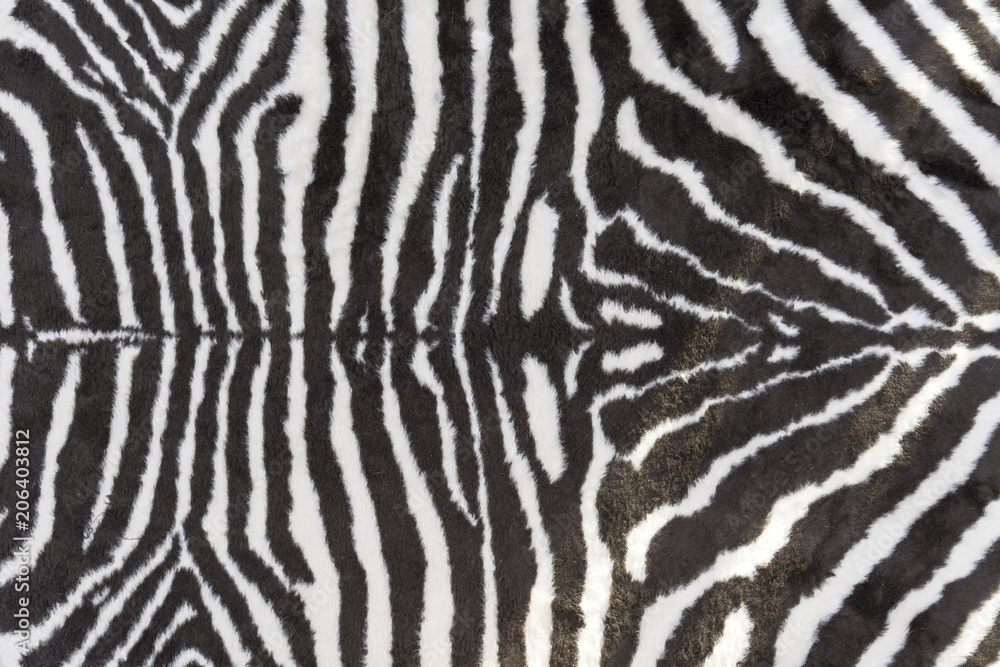 Background zebra skin. Background zebra skin.