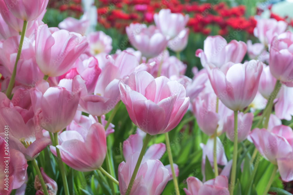 Beautiful pink tulips flower Beautiful pink tulips flower