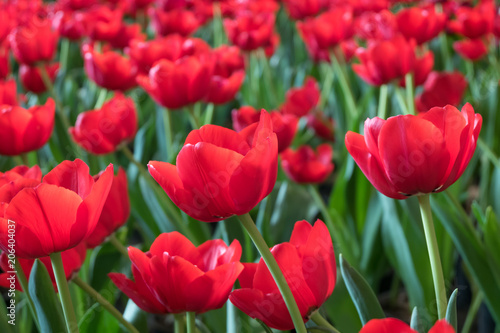 Beautiful red tulips flower